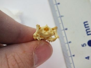 Media type: image;   Herpetology R-6675